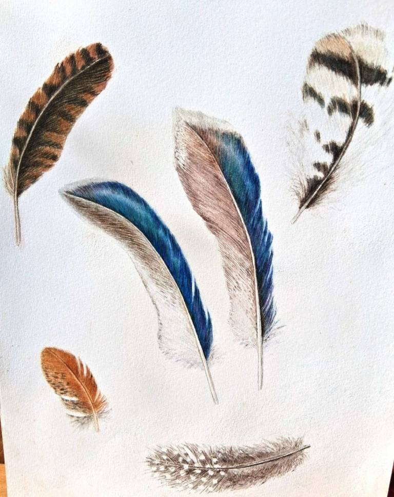 Feathers - Totnes Art Society