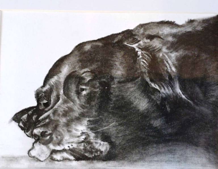 Missy - Totnes Art Society