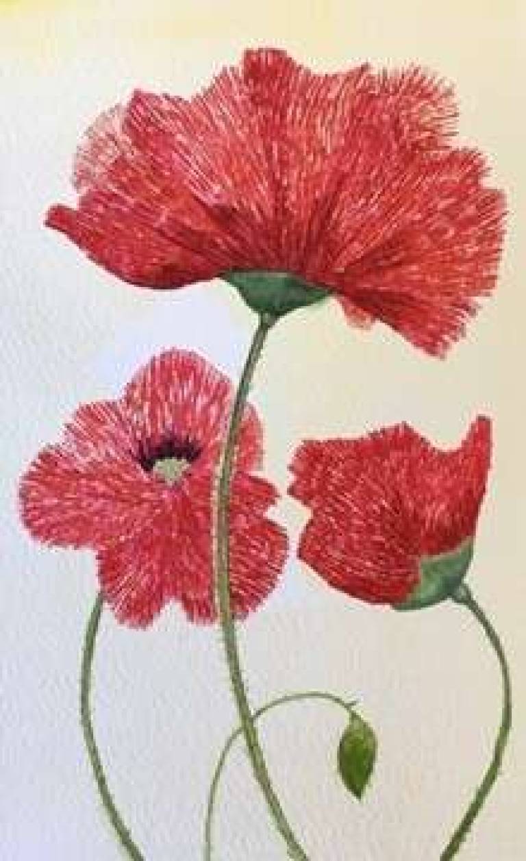 Poppy 1 - Wendy Rylance