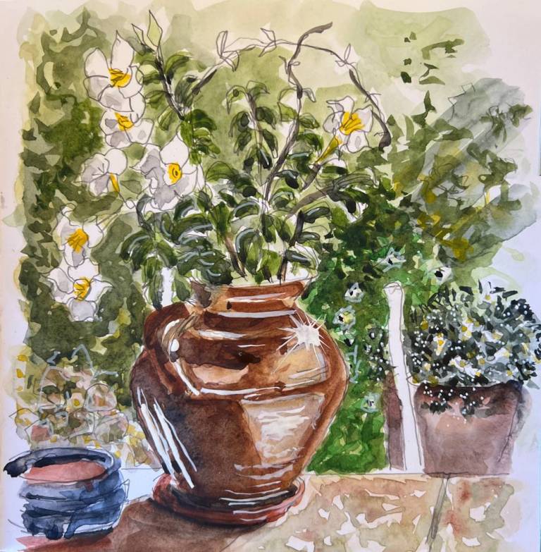 Mandevilla on the terrace - Ronell van Wyk