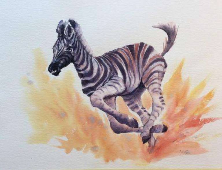 Young zebra - Jules Hoare
