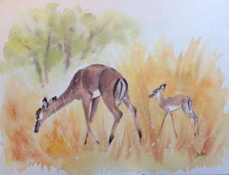 Mum and baby impala - Jules Hoare
