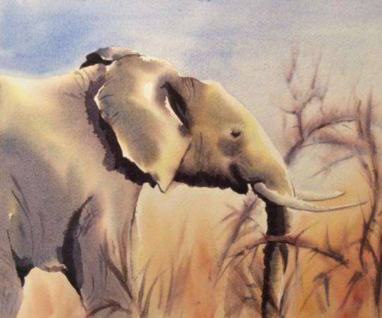 African elephant - Jules Hoare