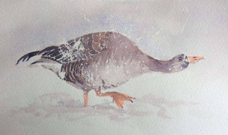Snowy goose - Jules Hoare