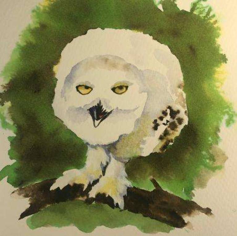 Hedwig - Jules Hoare