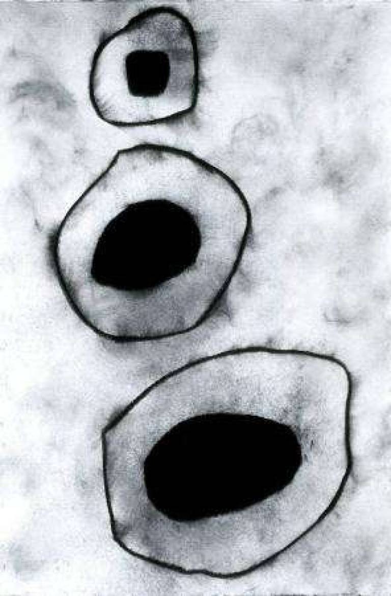 Foxburrow Series No 2 - Belinda Bailey