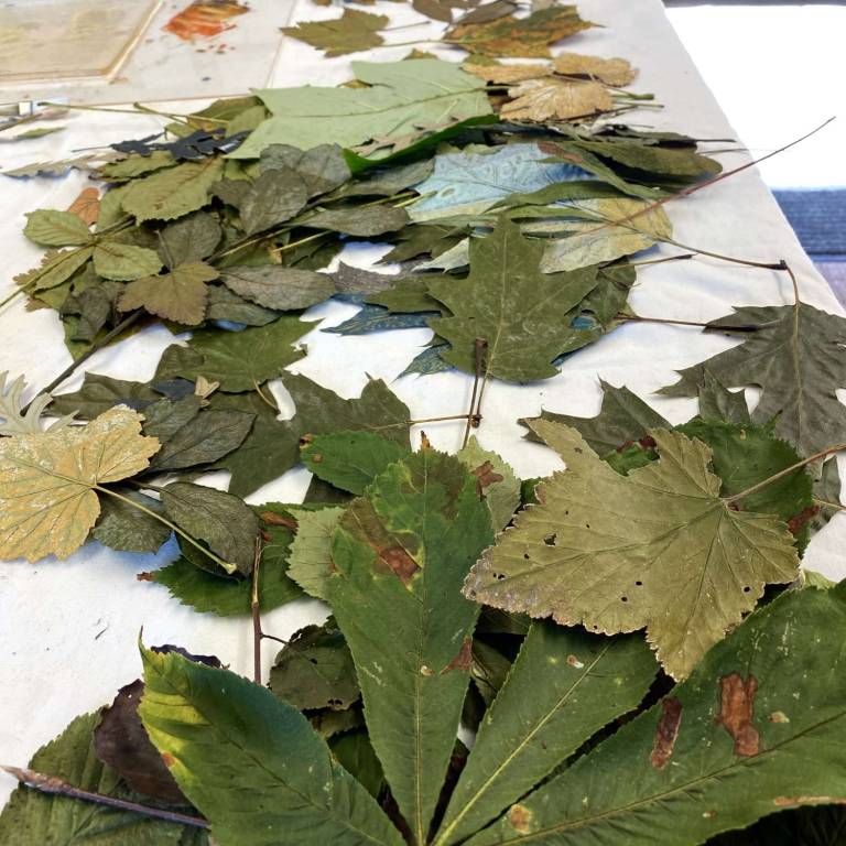 Botanical mono-printing - Roberta Hopkins