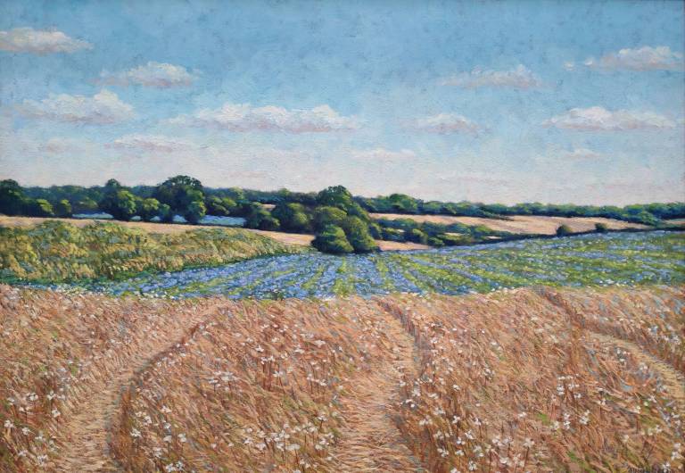 Flax Field 2, Berkhamsted, 2024. - Andrew Cochrane Dixon