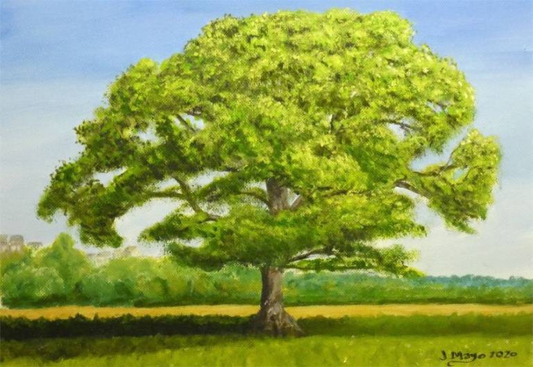 Oak Tree - John Mayo