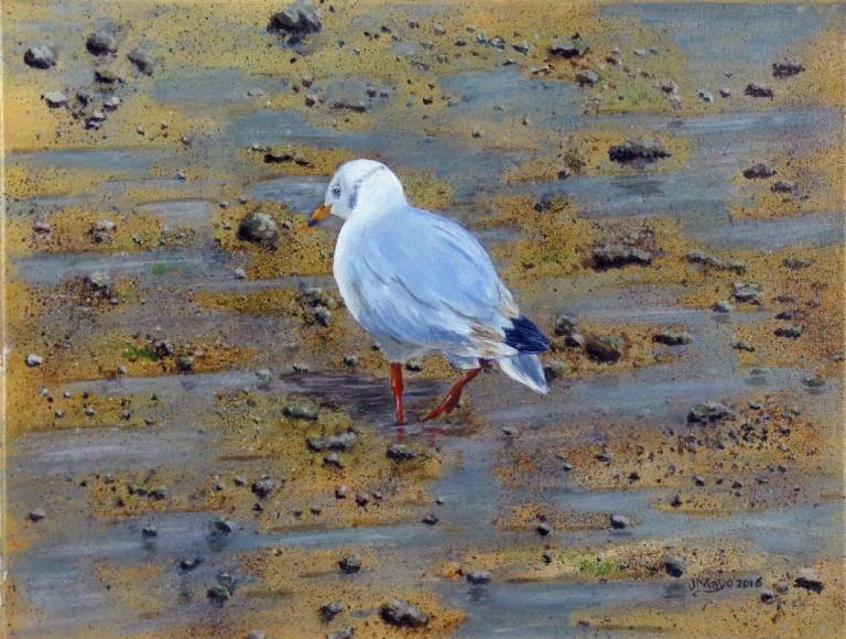 Gull - John Mayo