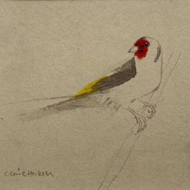 Goldfinch iii